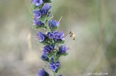 Is Lavender Safe for Dogs? Expert Answers on Toxicity and Benefits