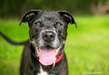 Boswellia for Dogs: Safe Joint Pain Relief & How Much to Give