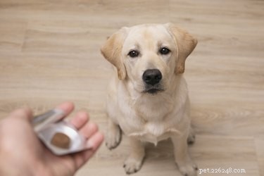 Boswellia for Dogs: Safe Joint Pain Relief & How Much to Give