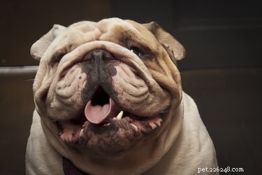 How to Safely Clean Your English Bulldog’s Ears for Optimal Health