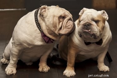 How to Safely Clean Your English Bulldog’s Ears for Optimal Health