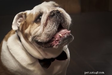 How to Safely Clean Your English Bulldog’s Ears for Optimal Health