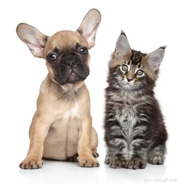 Professional Guide to Removing Ear Mites with Mineral Oil