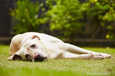 Is It Safe for Dogs to Eat Bird Seed? Risks & Quick Tips