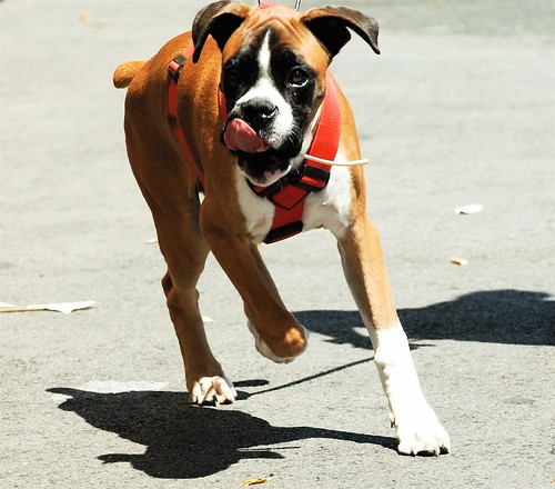 Understanding Keloid Scars in Dogs: Causes, Appearance, and Care