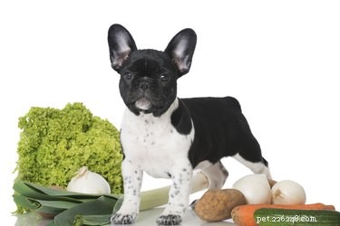 Treating Your Dog for Onion Poisoning: Quick Steps & Vet Care