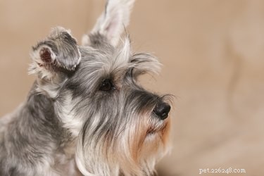 Treating Dry Dog Noses: Simple, Effective Remedies
