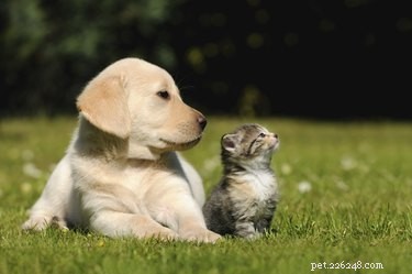 Do Cats Develop Allergies to Dogs? What to Know
