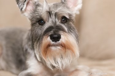 How to Safely Clean Your Dog’s Eye Discharge at Home