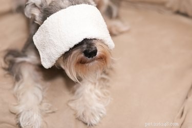 How to Safely Clean Your Dog’s Eye Discharge at Home