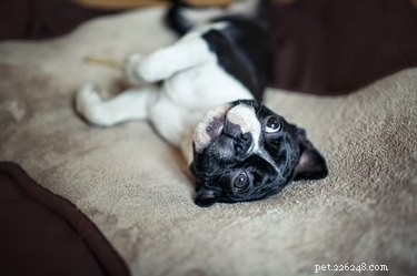 Are Cedar Dog Bed Chips Safe for Pets? Health Risks & Tips