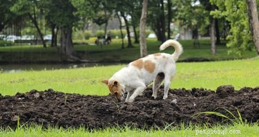 Are Cedar Dog Bed Chips Safe for Pets? Health Risks & Tips