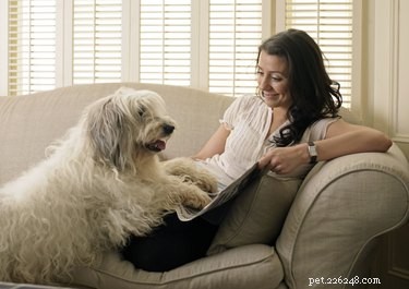 Can Dogs Contract Human Diseases? Understanding Zoonotic Risks