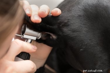 Proven Home Care Tips for Treating Your Pet s Ear Hematoma