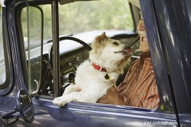 Safe Home Care for a Cyst on Your Dog’s Back