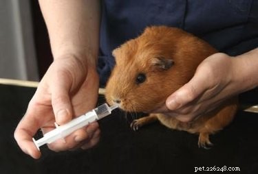 Accurate Antibiotic Dosing for Dogs: A Veterinarian‑Approved Guide