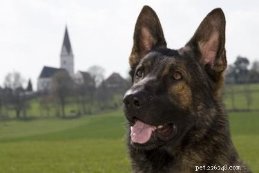 Accurate Antibiotic Dosing for Dogs: A Veterinarian‑Approved Guide