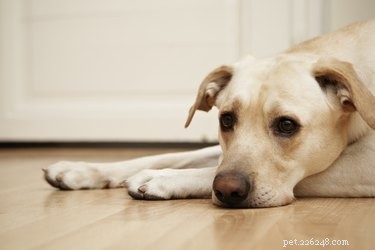 Proven Remedies for Managing Gout in Dogs