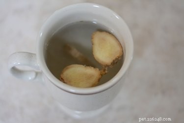 Effective Home Remedies for a Dog s Upset Stomach