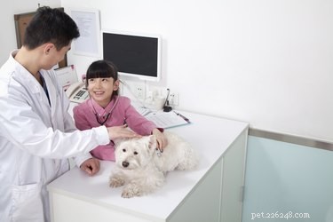 Albendazole in Dogs: Safe, Effective Parasite Treatment Guide