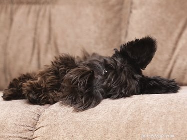 Key Indicators of Cancer-Related Death in Dogs: Spotting Symptoms Early