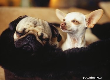 Optimal Melatonin Dosage for Dogs: Safe, Affordable, and Effective Anxiety Relief