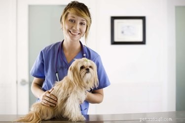 Optimal Melatonin Dosage for Dogs: Safe, Affordable, and Effective Anxiety Relief