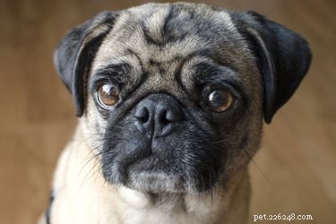 Immediate Steps to Take When Your Dog Swallows Chicken Bones
