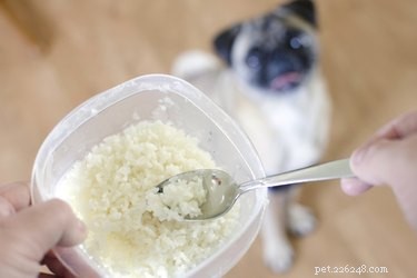 Immediate Steps to Take When Your Dog Swallows Chicken Bones