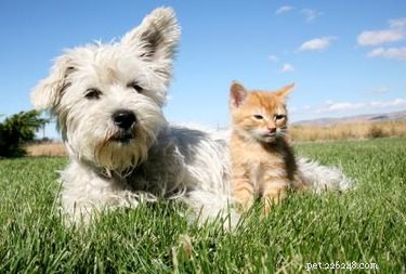 Natural Home Cure for Dog Worms: Safe & Effective Remedies