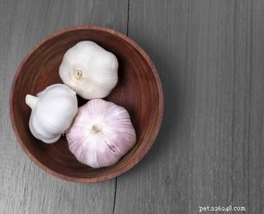 Natural Home Cure for Dog Worms: Safe & Effective Remedies