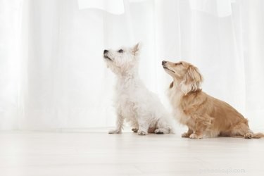 How to Determine If You’re Allergic to Dogs