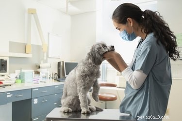 Safe OTC Anti-Inflammatory Options for Dogs: Expert Vet Guidance