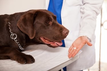Rimadyl: Veterinary NSAID for Canine Pain Relief and Inflammation