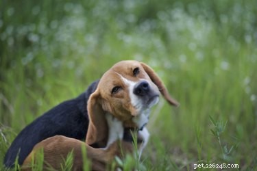 Effective Flea Control: Dawn Dish Soap & Vinegar Home Remedy