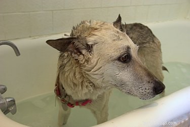 Effective Flea Control: Dawn Dish Soap & Vinegar Home Remedy