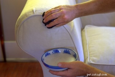 Effective Flea Control: Dawn Dish Soap & Vinegar Home Remedy