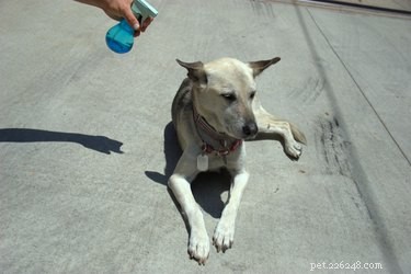 Effective Flea Control: Dawn Dish Soap & Vinegar Home Remedy