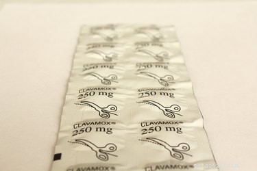 Effective Clavamox Dosages for Treating Canine Urinary Tract Infections
