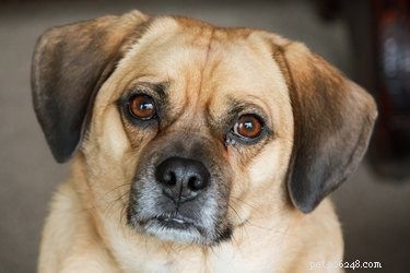 Effective Clavamox Dosages for Treating Canine Urinary Tract Infections