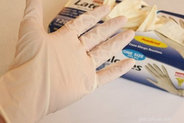 Effective Clavamox Dosages for Treating Canine Urinary Tract Infections