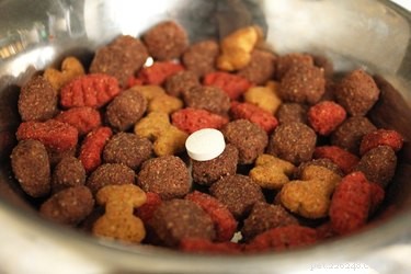 Effective Clavamox Dosages for Treating Canine Urinary Tract Infections