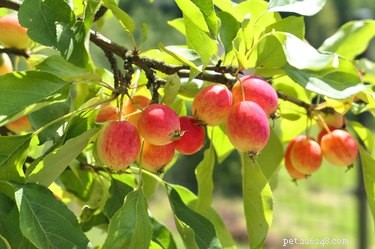 Are Crab Apple Trees Safe for Dogs? Understanding the Risks