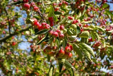 Are Crab Apple Trees Safe for Dogs? Understanding the Risks