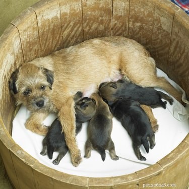 Proper Nutrition for Nursing Dogs: What to Feed Your Mother and Her Puppies