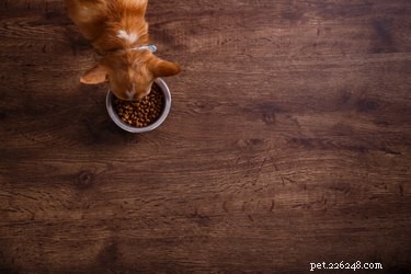 Immediate Actions if Your Dog Eats Ant Bait Poison