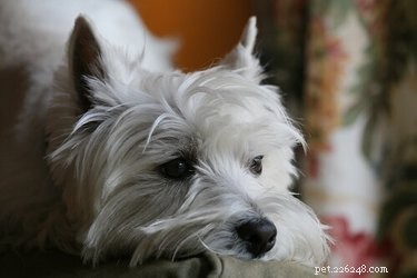 Understanding and Treating Skin Irritation from Cardboard Mites in Pets