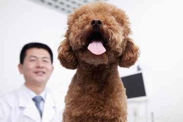 Understanding Vetalog Side Effects: What Owners Need to Know