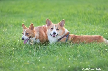Guidelines for Successfully Assisting Your Dog’s First Mating