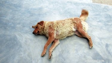 Diagnosing Dog Skin Issues: Expert Tips for Prevention & Care